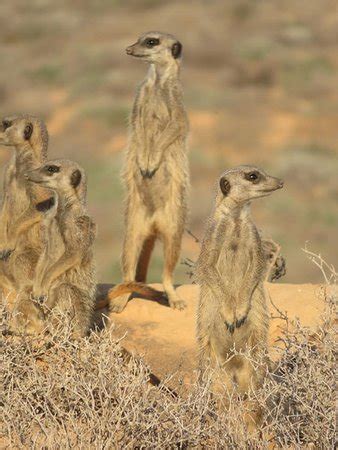 oudtshoorn animals